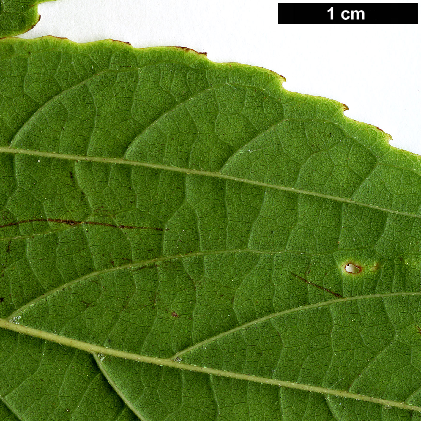 High resolution image: Family: Cannabaceae - Genus: Celtis - Taxon: vandervoetiana